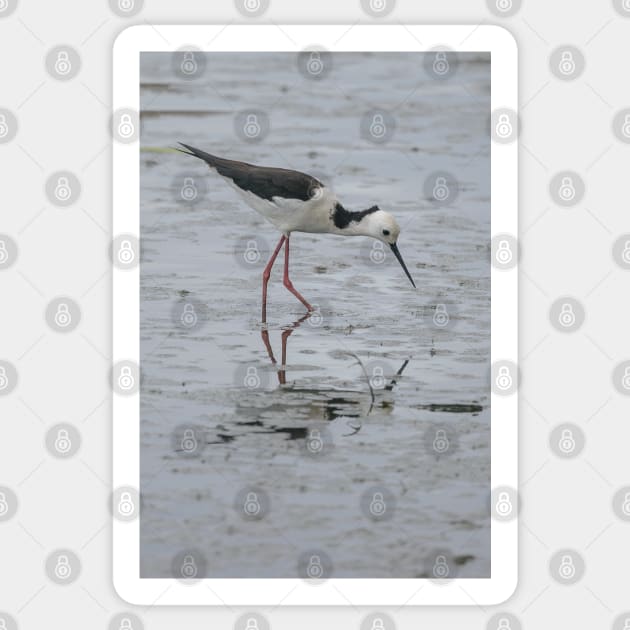 Black-winged Stilt 01 Sticker by fotoWerner